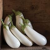 David's Garden Seeds Eggplant Aretussa (White) 25 Non-GMO, Hybrid Seeds Photo, bestseller 2024-2023 new, best price $3.45 review