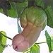 Foto 30 Stück Penis Melone Kürbiskerne Gartenhof Bonsai Köstliche Gemüsepflanzen Gartenpflanzensamen 30 Stück neu Bestseller 2024-2023