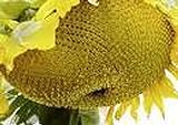 25 Seeds (NS) Sunzilla Sunflower Photo, bestseller 2024-2023 new, best price $40.00 review