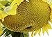 Photo 25 Seeds (PKD) Sunzilla Sunflower new bestseller 2023-2022