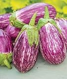 Exotic Listada de Gandia Eggplant Seed for Planting | 50+ Seeds | Ships from Iowa, USA | Non-GMO Exotic Heirloom Vegetables | Great Gardening Gift Photo, bestseller 2024-2023 new, best price $7.98 review