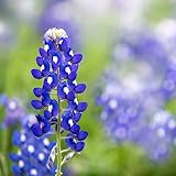Texas Bluebonnet Seeds (Lupinus texensis) - Over 1,000 Premium Seeds - by 'createdbynature' Photo, bestseller 2024-2023 new, best price $9.99 review