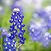 Photo Texas Bluebonnet Seeds (Lupinus texensis) - Over 1,000 Premium Seeds - by 'createdbynature' new bestseller 2024-2023