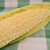 Country Gentleman Sweet Corn - 50 Seeds - Heirloom & Open-Pollinated Variety, USA-Grown, Non-GMO Vegetable Seeds for Planting Outdoors in The Home Garden, Thresh Seed Company Photo, bestseller 2024-2023 new, best price $7.99 review