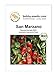 Foto San Marzano BIO Tomatensamen von Bobby-Seeds Portion neu Bestseller 2024-2023