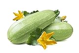 Summer Squash, Zucchini Grey Seeds Photo, bestseller 2024-2023 new, best price $5.99 review