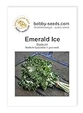Kohlsamen Emerald Ice Bündelkohl Portion Foto, Bestseller 2024-2023 neu, bester Preis 2,95 € Rezension