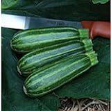 Bush Baby Squash Seeds (25 Seed Packet) (More Heirloom, Organic, Non GMO, Vegetable, Fruit, Herb, Flower Garden Seeds at Seed King Express) Photo, bestseller 2024-2023 new, best price $4.79 review