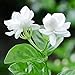 Photo 50Pièces graines de jasmin blanc fleurs à double tête graines de fleurs d'escalade vivaces petit parfum agréable et frais nouveau best-seller 2022-2021