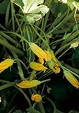 Salerno Seeds Squash Zucchini Blossoms Only Fiori Alberello 8 Grams Made in Italy Italian Non-GMO Photo, bestseller 2024-2023 new, best price $4.99 review