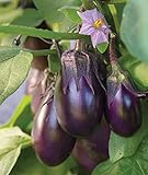 Burpee Patio Baby Eggplant Seeds 30 seeds Photo, bestseller 2024-2023 new, best price $8.73 ($0.29 / Count) review