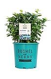 Bushel and Berry™ - Vaccinium Pink Icing (Blueberry) Edible-Shrub, , #2 - Size Container Photo, bestseller 2024-2023 new, best price $33.99 review
