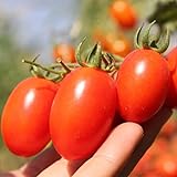 Roma Tomato Seeds (50 Seeds) Photo, bestseller 2024-2023 new, best price $1.99 ($0.04 / Count) review