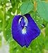Photo Butterfly Pea Vine Seeds: Rich Royal Blue, Clitoria ternatea, Bunga telang, Edible/Tea and Decorative, Butterfly Garden/Host Plant (20+ Seeds) from USA! new bestseller 2024-2023