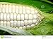 Foto Weisser Mais - Zuckermais - 20 Samen - sehr süßer asiatischer Maissamen neu Bestseller 2024-2023