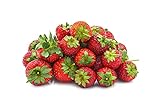 Seascape Everbearing Strawberry Bare Roots Plants, 25 per Pack, Hardy Plants Non GMO Photo, bestseller 2024-2023 new, best price $15.99 review