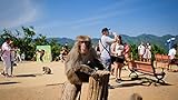 Monkey see, monkey do? Feed Japanese monkeys at Arashiyama Monkey Park Photo, bestseller 2024-2023 new, best price $69.00 review