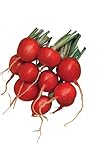 Burpee Cherry Belle Radish Seeds 2000 seeds Photo, bestseller 2024-2023 new, best price $9.96 review