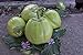 Foto Aubergine Samen Thai-Aubergine Grüne Schale Pflanzen Gemüse Obst Samen für die Bepflanzung Garten Outdoor Indoor neu Bestseller 2024-2023