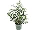 Photo Premier Plant Solutions 19558 High Bush Plants That Work Blueberry (Vaccinium) Duke, 1 Gallon new bestseller 2024-2023