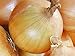 Photo Onion, Texas Early Grano Onion Seeds, Heirloom, Non GMO 25+ Seeds, Short Day, Vidiala Type new bestseller 2024-2023