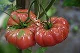 75+ Giant Belgium Tomato Seeds- Heirloom Variety Photo, bestseller 2024-2023 new, best price $3.99 review