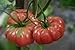 Photo 75+ Giant Belgium Tomato Seeds- Heirloom Variety new bestseller 2024-2023