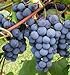 Photo Grape Seeds - Concord Grape Seeds (30) new bestseller 2023-2022