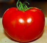 Celebrity Tomato 45 Seeds -Disease Resistant! Photo, bestseller 2024-2023 new, best price $2.99 review