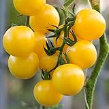 Currant Yellow Cherry Tomato Seeds for Planting - 250 mg Packet ~60 Seeds - Solanum lycopersicum - Farm & Garden Vegetable Seeds - Cherry Tomato Seed -Non-GMO, Heirloom, Open Pollinated, Annual Photo, bestseller 2024-2023 new, best price $3.29 review
