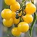 Photo Currant Yellow Cherry Tomato Seeds for Planting - 250 mg Packet ~60 Seeds - Solanum lycopersicum - Farm & Garden Vegetable Seeds - Cherry Tomato Seed -Non-GMO, Heirloom, Open Pollinated, Annual new bestseller 2024-2023