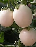 zumari 100 semillas vegetales de berenjena blanca Foto, éxito de ventas 2024-2023 nuevo, mejor precio 14,99 € revisión
