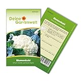 Blumenkohl Erfurt Samen - Brassica oleracea - Blumenkohlsamen - Gemüsesamen - Saatgut für 80 Pflanzen Foto, Bestseller 2024-2023 neu, bester Preis 1,99 € (0,02 € / stück) Rezension