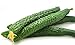 Photo Cucumber Seeds for Planting Vegetables and Fruits-Asian Suyo Long Cucumber Plant Seeds,Burpless Non GMO Garden Seeds Vegetable Seeds,Oriental Chinese Cucumber Seeds-11ct Veggie Seeds China Long Hybrid new bestseller 2023-2022