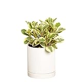 Greendigs Peperomia Plant in White Ceramic Fluted 5-Inch Pot - Pet-Friendly Houseplant, Pre-potted with Premium Soil Photo, bestseller 2024-2023 new, best price $34.73 review