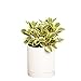 Photo Greendigs Peperomia Plant in White Ceramic Fluted 5-Inch Pot - Pet-Friendly Houseplant, Pre-potted with Premium Soil new bestseller 2024-2023