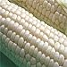 Foto 200pcs / bolsas semillas de maíz, dulce rico en blanco, semillas de granos sin GMO para plantar jardín yarda al aire libre Semillas de maíz nuevo éxito de ventas 2024-2023