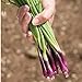 Photo David's Garden Seeds Bunching Onion Deep Purple 1565 (White) 200 Non-GMO, Open Pollinated Seeds new bestseller 2024-2023