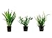 Foto Tropica Pflanzen Set mit 3 Javarfarn Aquariumpflanzen Wasserpflanzen Nr.16 neu Bestseller 2024-2023