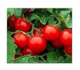 250 Cherry Tomato Seeds Large | Non-GMO | Fresh Garden Seeds Photo, bestseller 2024-2023 new, best price $6.95 review