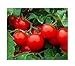 Photo 250 Cherry Tomato Seeds Large | Non-GMO | Fresh Garden Seeds new bestseller 2024-2023