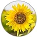 Foto Semillas de Girasol (Helianthus annuus), Aprox. 50 Semillas, Planta llamativa para Autocultivo, Amarillo, Grande nuevo éxito de ventas 2024-2023