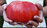 200 semillas de tomate grande gigante de tomate carne híbrido semillas Semillas NO-OGM vegetales para la plantación de jardín de casa Foto, éxito de ventas 2024-2023 nuevo, mejor precio 5,99 € revisión