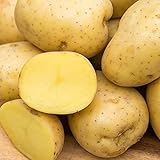 Yukon Gold Seed Potato - Best Early Eating Potato on The Market - Includes one 2-lb Bag - Can't Ship to States of ID, ME, MT, or NE Photo, bestseller 2024-2023 new, best price $16.99 ($1.70 / Count) review