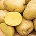 Photo Yukon Gold Seed Potato - Best Early Eating Potato on The Market - Includes one 2-lb Bag - Can't Ship to States of ID, ME, MT, or NE new bestseller 2023-2022