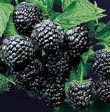 Super Flavor Sweet Berries, Jewel Black Raspberry Potted Plant Photo, bestseller 2024-2023 new, best price $24.95 review