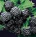 Photo Super Flavor Sweet Berries, Jewel Black Raspberry Potted Plant new bestseller 2024-2023
