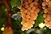 Foto 50pcs Traubenkerne Miniatur Weinrebe Bonsai Seedsn Fruchtsamen Sukkulenten süße Speisen leicht 6 Anlage für Gartentopf wachsen neu Bestseller 2024-2023