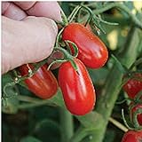 Red Grape Tomato Seeds (20+ Seeds) | Non GMO | Vegetable Fruit Herb Flower Seeds for Planting | Home Garden Greenhouse Pack Photo, bestseller 2024-2023 new, best price $3.69 ($0.18 / Count) review