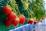 Everbearing Garden Strawberry Seeds - 200+ Seeds - Grow Red Strawberry Vines - Made in USA, Ships from Iowa. Photo, bestseller 2024-2023 new, best price $8.49 review